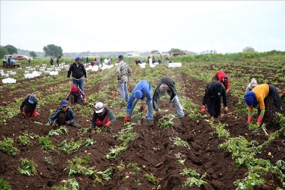 Toprağın altından servet fışkırıyor: Kışın hasat eden 1 yılda evini, arabasını alıyor
