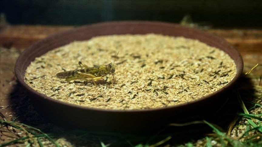 Türkiye'de üretilen böcek ununu Avrupa ısrarla talep ediyor