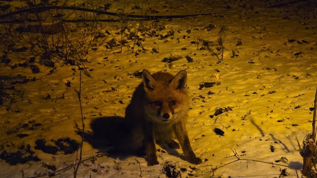 Kartaltepe'de aç kalan tilkiyi eliyle besledi