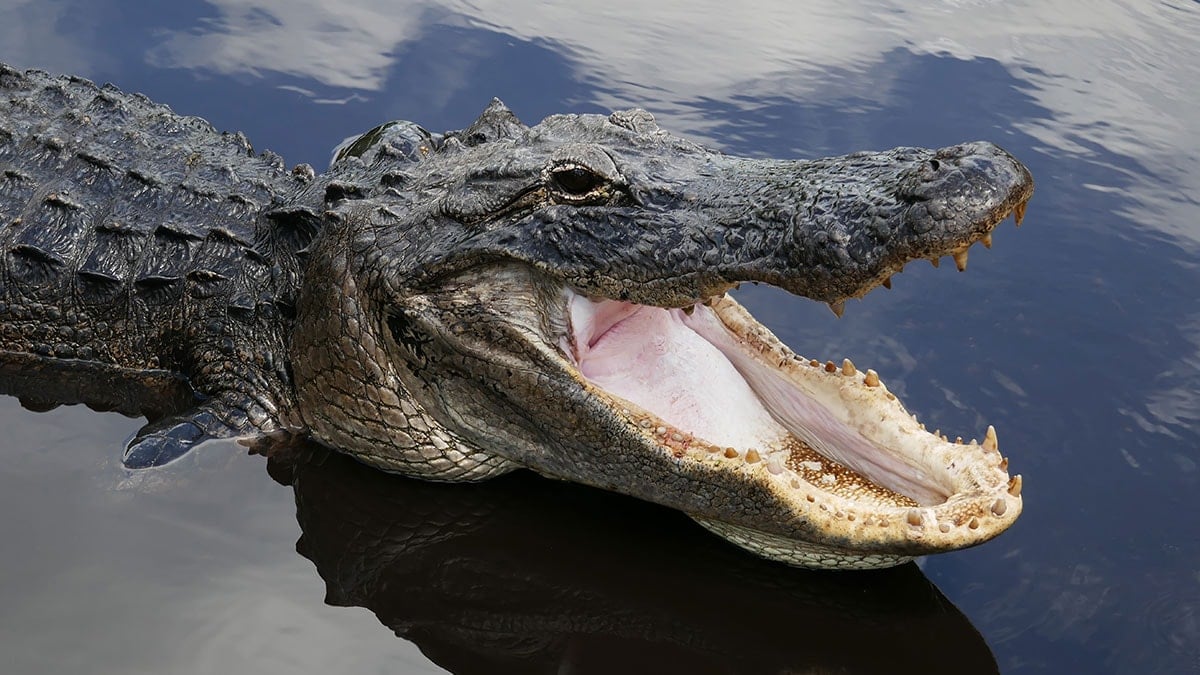 3 bin yıllık timsahın midesinden çıktı: Bilim insanlarını bile şaşırttı