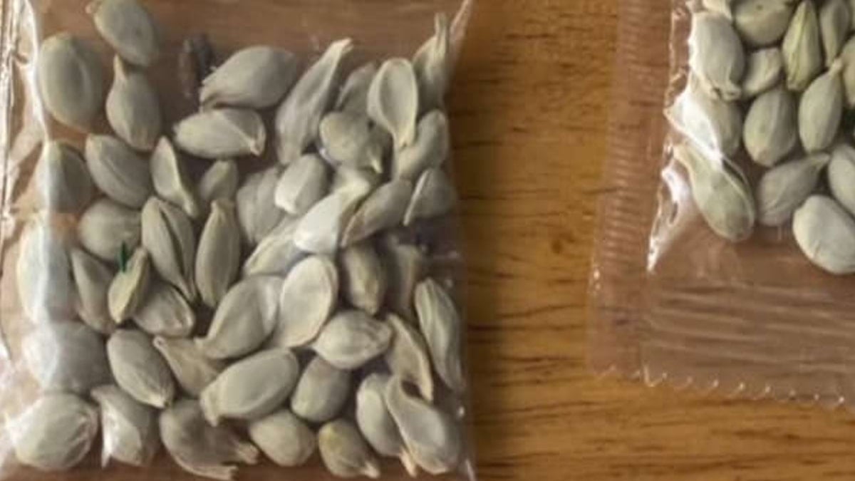 Takı diye gönderilen kargo paketlerinden çıkıyor: Sakın dokunmayın