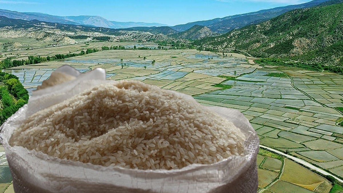 Tosya pirinci tarihe karışacak