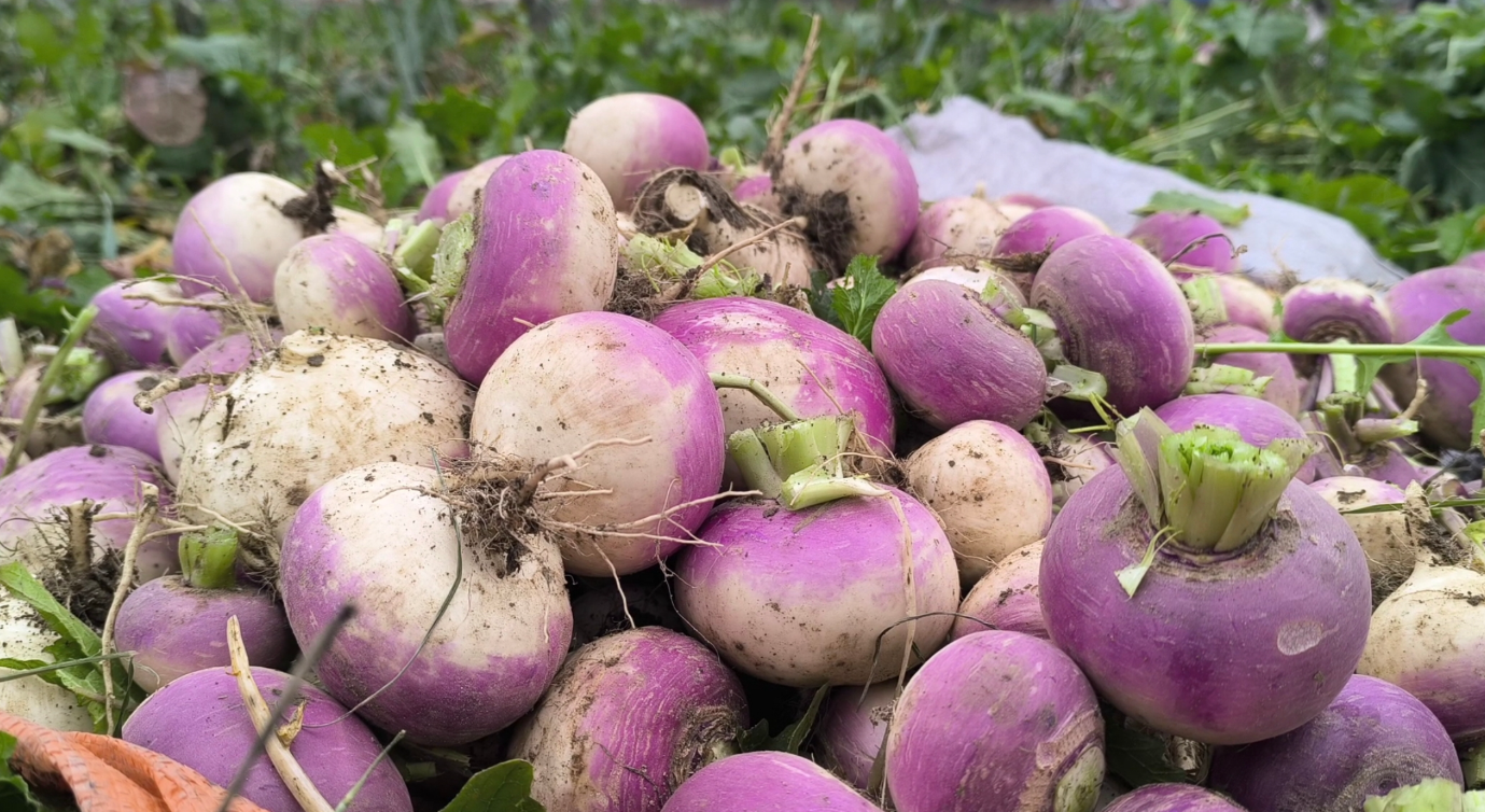 Turbun kilosu, ana vatanı Kadirli'de 30 kuruşa kadar düştü