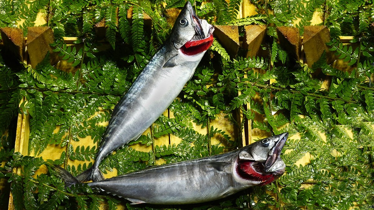 40 yıllık balıkçı uskumru ve kolyoz arasındaki 2 liralık farkı açıkladı