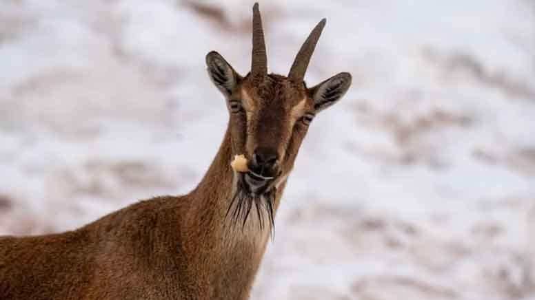 Yaban keçileri açlıktan köylere indi