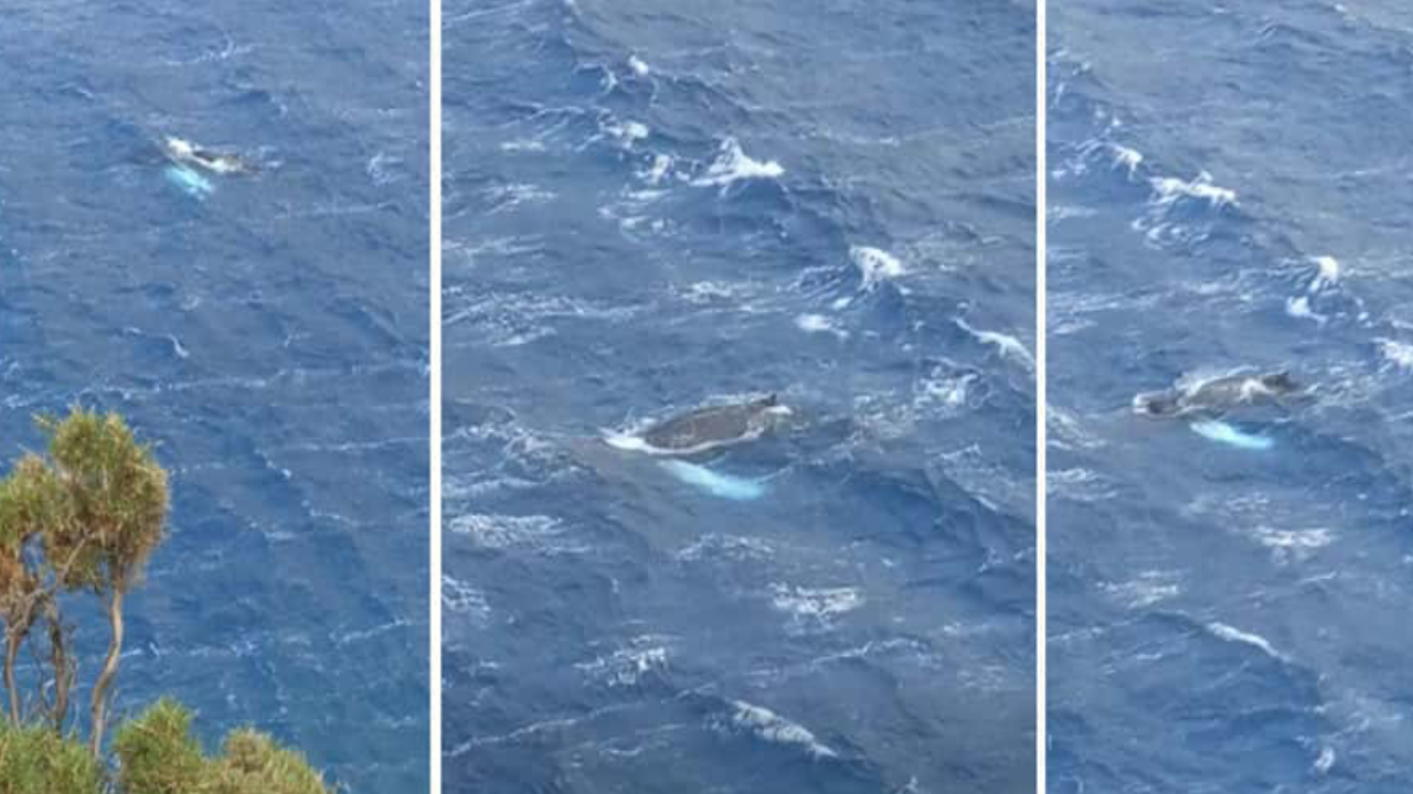 Bodrum açıklarında görüldü Akdeniz’de sadece 13 tane var