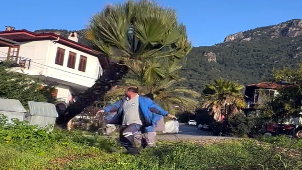 Manzara kapanıyor diye asırlık palmiyeyi kökünden kestiler