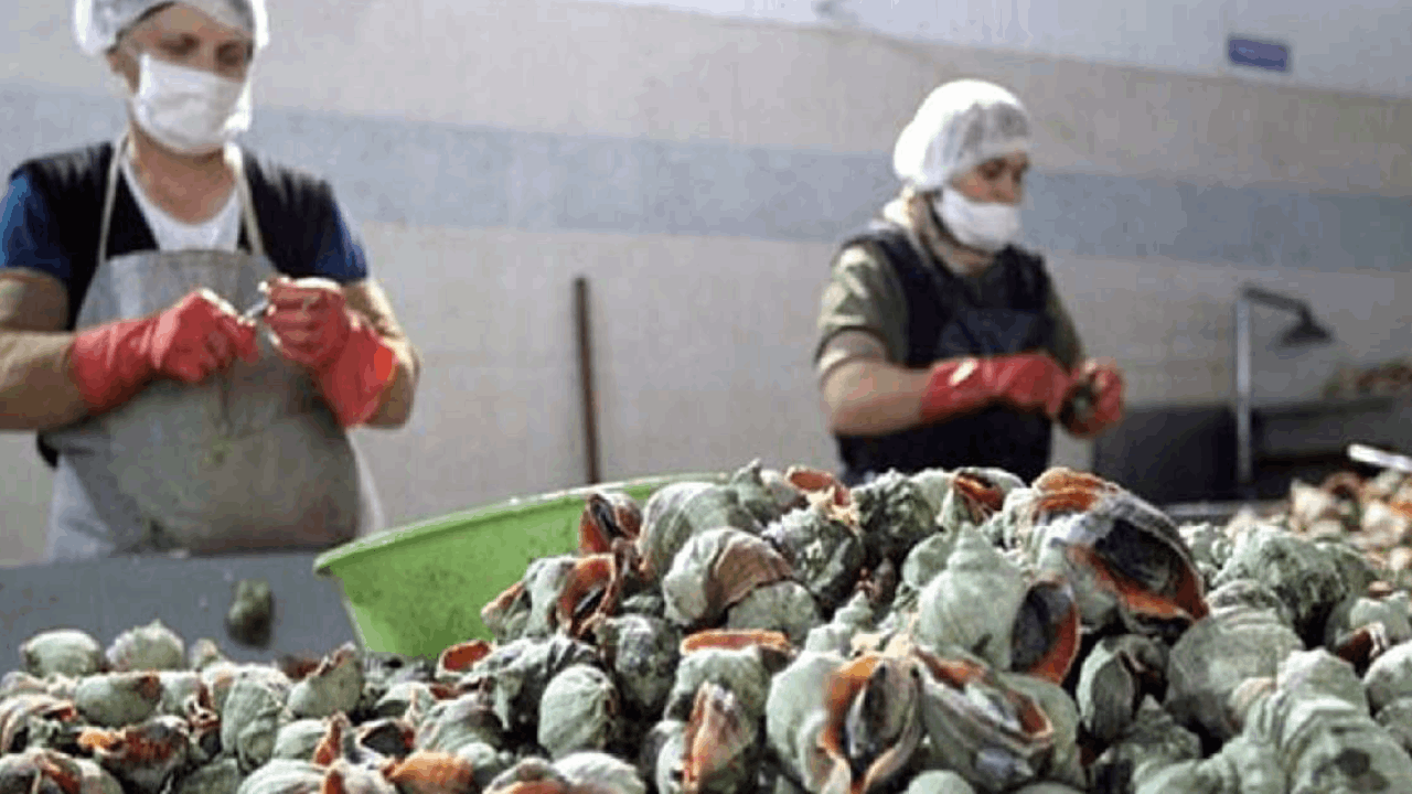 Görüntüsü mide bulandırıyor getirisi cep dolduruyor