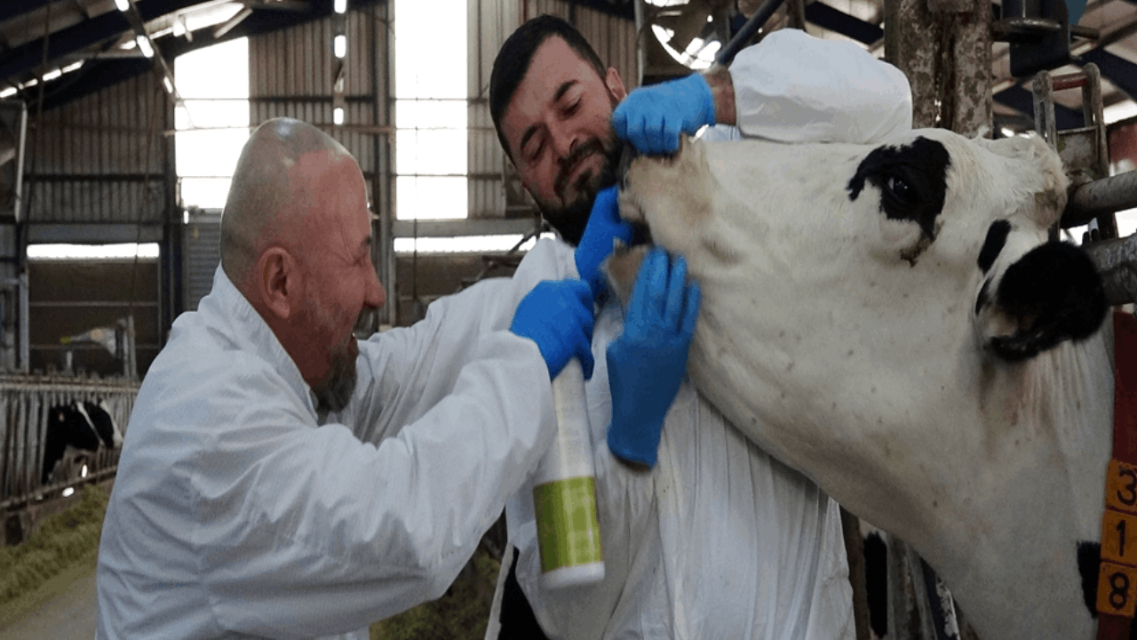 Şap hastalığı için sprey geliştirdiler