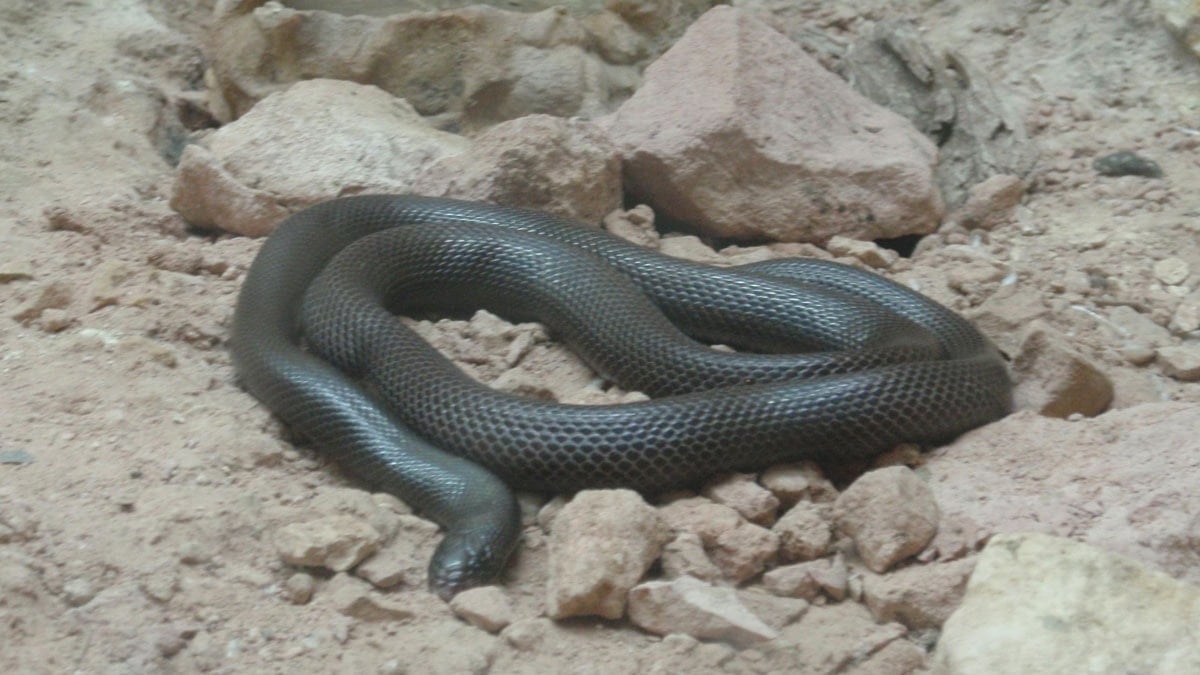 Bir yılanın fotoğrafını çekti hayatı karardı