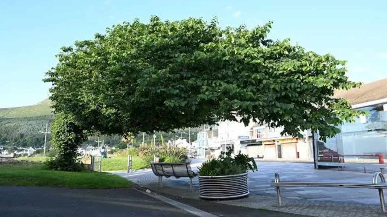 150 yıldır yana doğru büyüyor: Yerçekimine meydan okuyan mucize ağaç