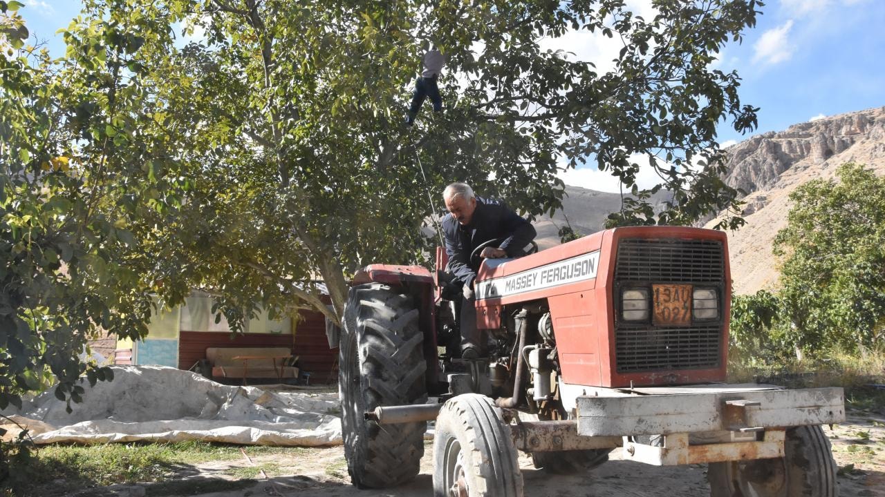 Ceviz bahçelerinde hasat mesaisi başladı
