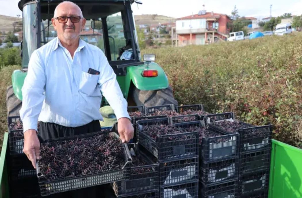 Kardeşinin tavsiyesiyle ekti 40 ton hasat edecek: 'Süper meyve' için 25 kişi harıl harıl çalışıyor