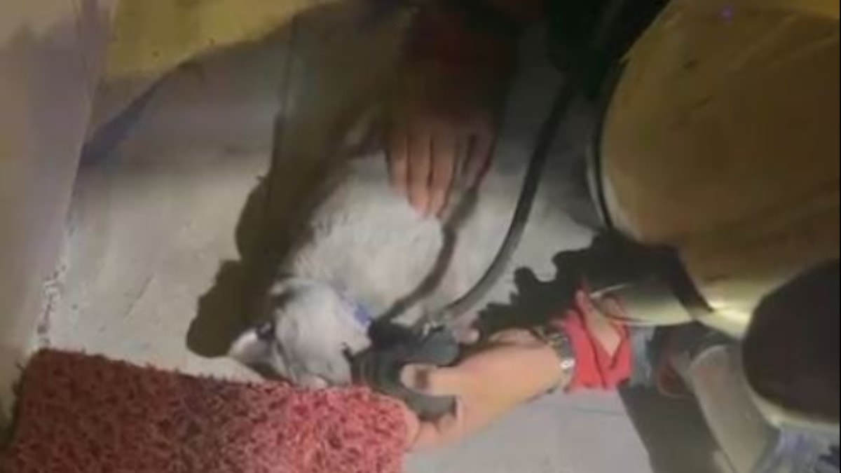 Yürek ısıtan görüntü: Yangından kurtarılan kediye kalp masajı
