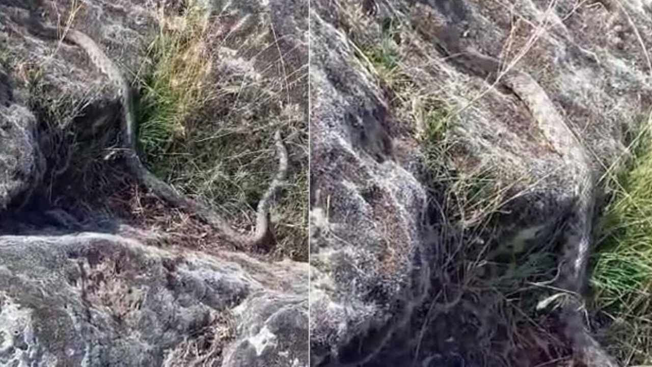3 metrelik yılanı görünce kaçmadı, içini döktü