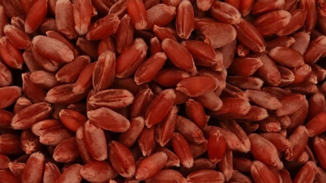 48 yıl önce asker ocağından cebinde getirmişti: Şimdi her yıl rekor hasat yapıyor