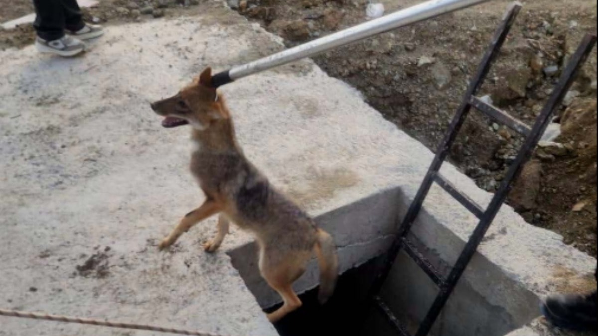 Kuyuya düşen yavru tilki böyle kurtarıldı!