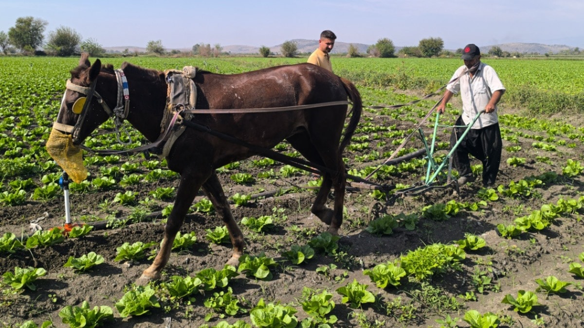 Tarımda Orta Çağ’a geri döndük