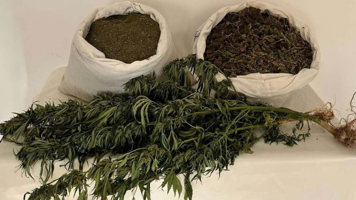 Adana'da uyuşturucu operasyonu: 100 kilogram esrar ele geçirildi