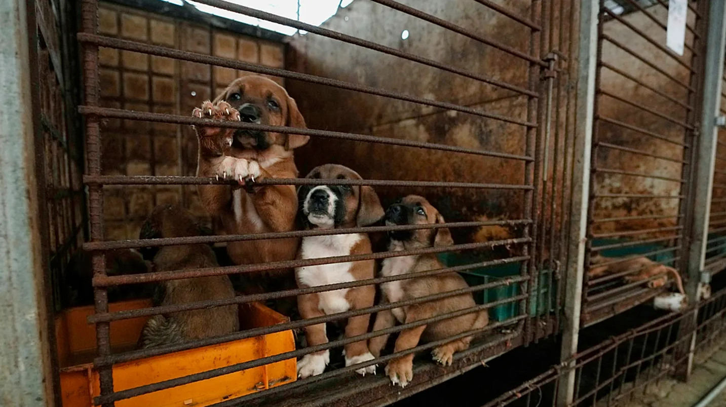 Ülke köpek etinden vazgeçmiyor: Yasağa rağmen çiftlikleri kapatmadılar