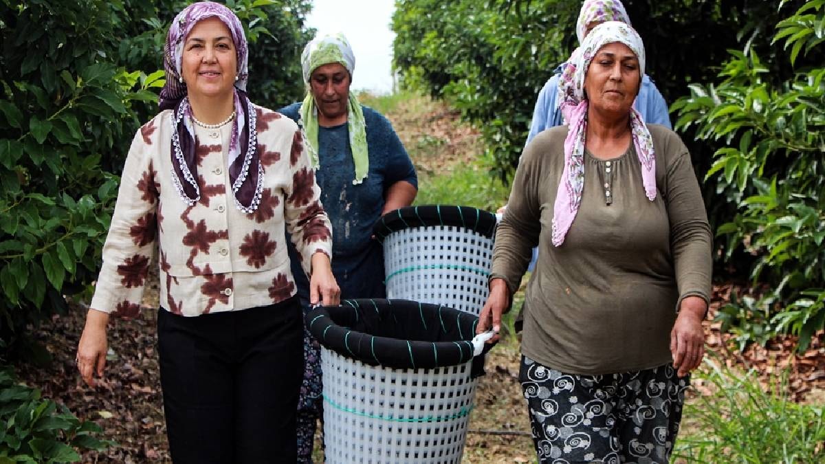 Bahçesine eken yılda 40 ton ürün hasat ediyor: Zengin meyvesi kapış kapış satılıyor