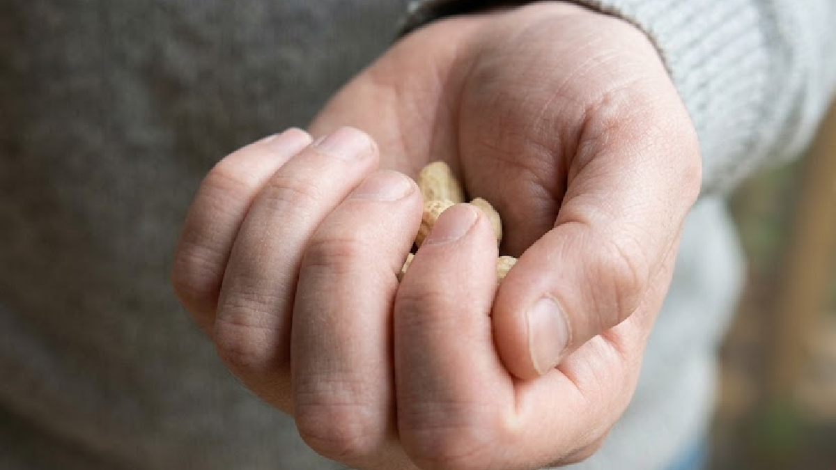Hafızayı güçlendiriyor: Her gün bir avuç tüketmek yetiyor