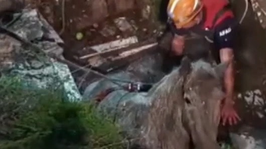 Bağlı olduğu yerden kaçan at foseptik çukuruna düştü: AFAD ekiplerinin kurtarma anı kamerada