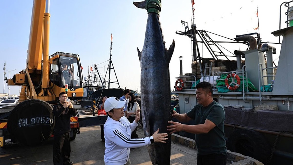 Tam 2,46 metre ve 134 kilo: Balıkçıların ağlarına dev uskumru takıldı