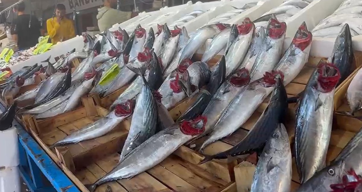 Tezgahta palamut bolluğu: Tanesi 100 liradan satılıyor