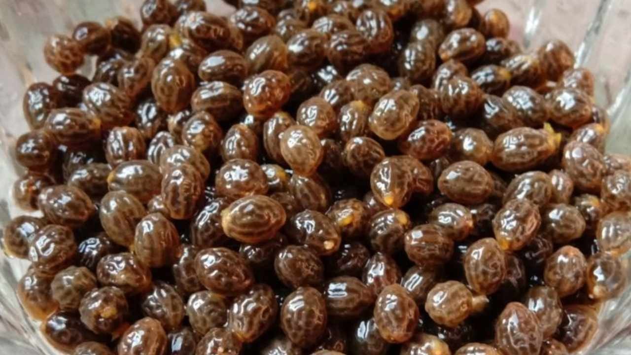 Beklenen hasat başladı: Önce yeşil sonra sarıya dönüyor, çekirdekleri bile para ediyor