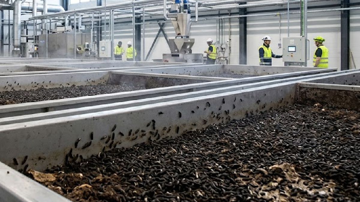 Böceklerden protein üretecekler: Yeni fabrika kuruldu