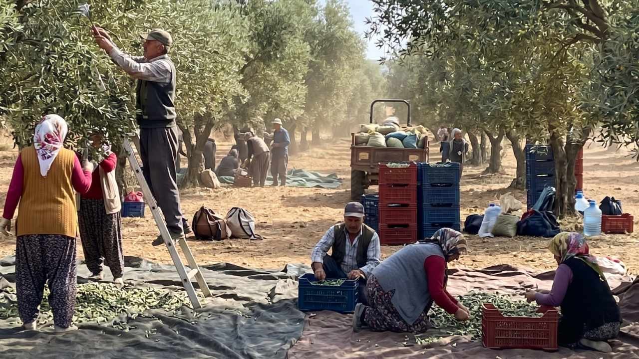 Böyle giderse zeytin ağaçları tek tek sökülecek