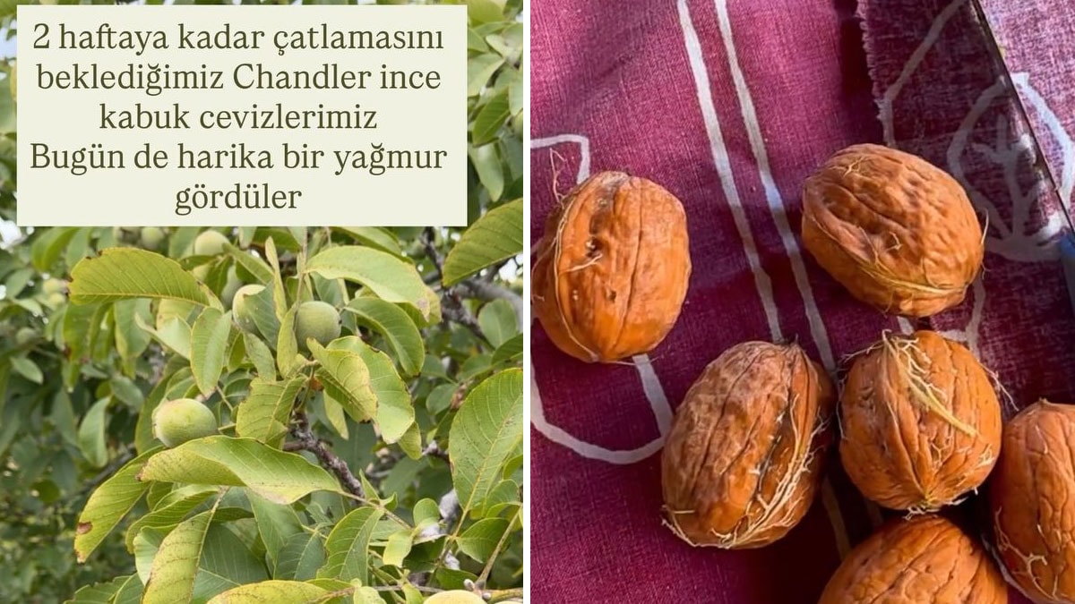 ÇUVAL ÇUVAL TOPLADI, HASAT MESAİSİ BAŞLADI