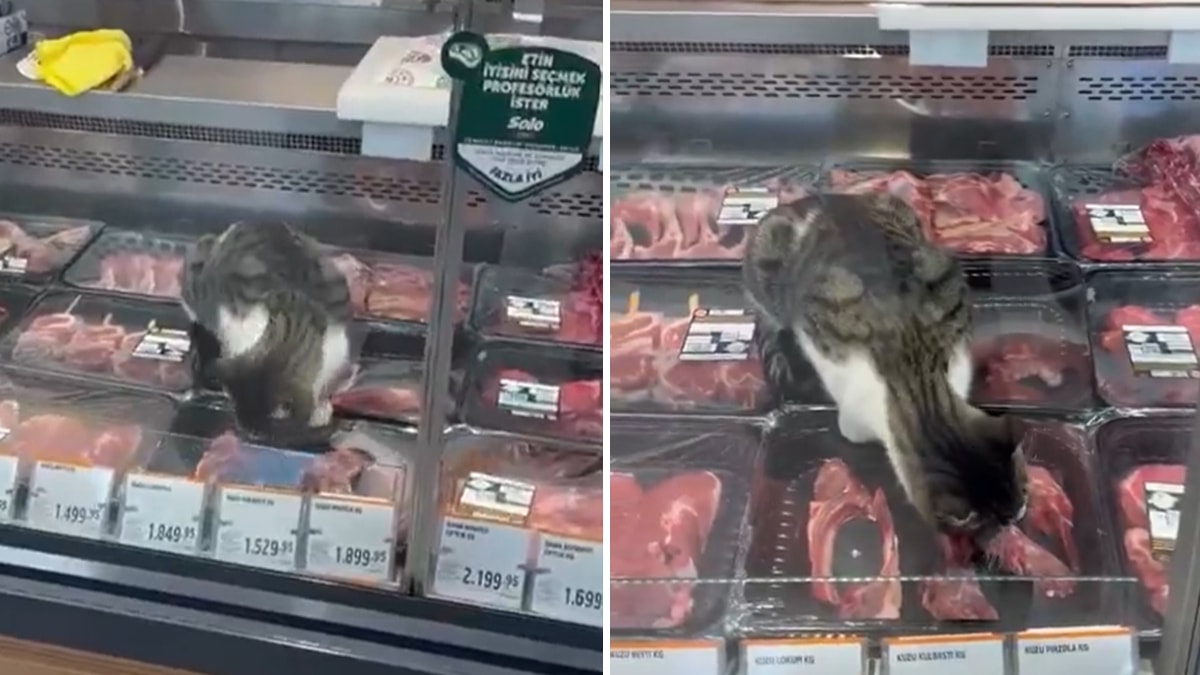 Zincir markette mide bulandıran görüntüler: Kasap reyonuna giren kedi tezgahtaki etleri yedi