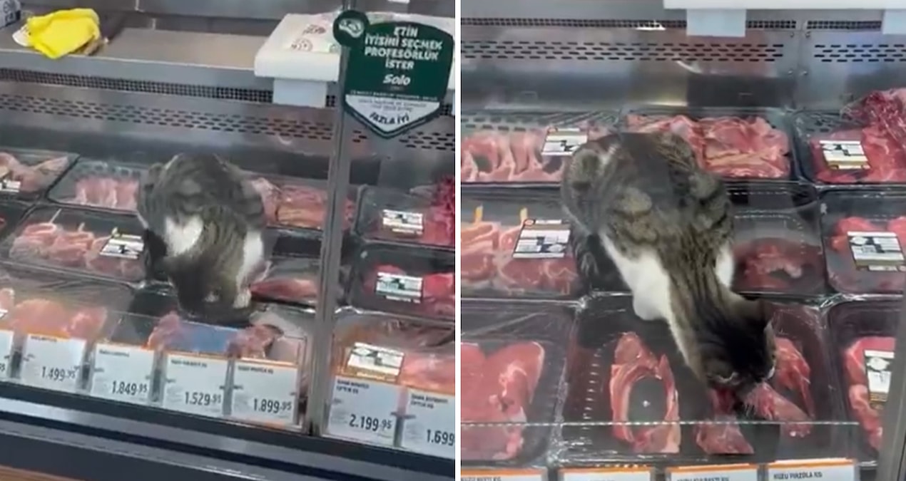 Zincir markette mide bulandıran görüntüler: Kasap reyonuna giren kedi tezgahtaki etleri yedi