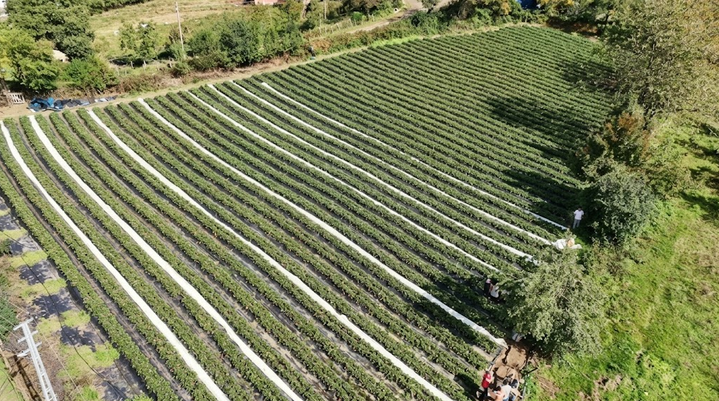 10 yıllık kariyerini bırakıp memleketine döndü: Tarlada kazandığı şehirdeki maaşını solladı