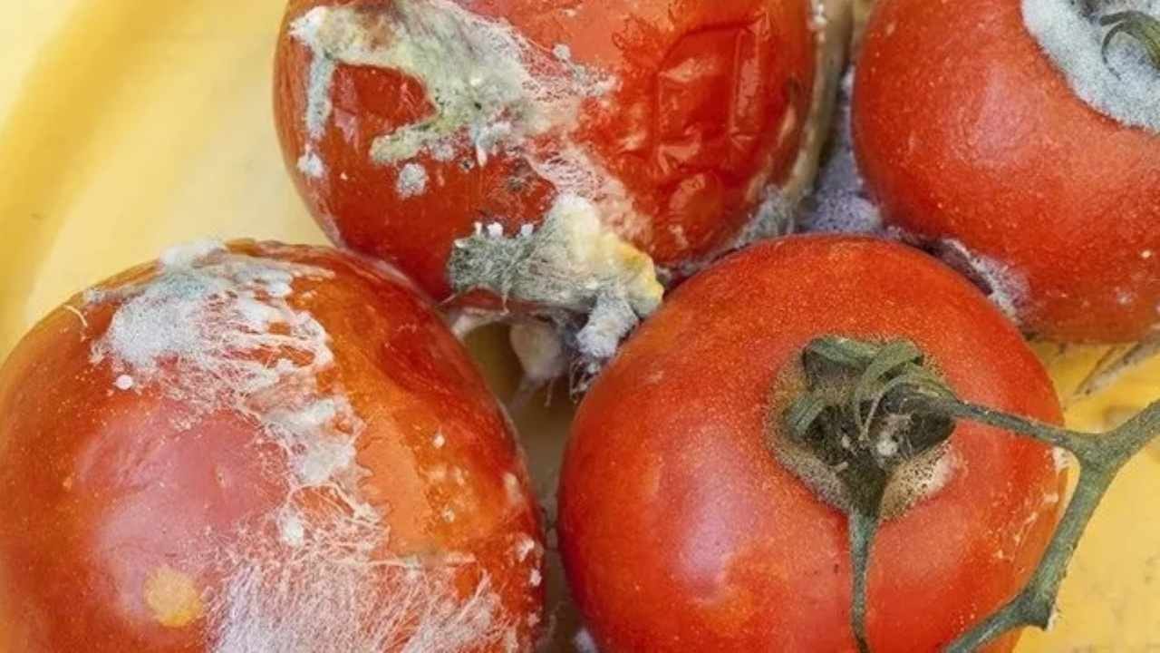 Çürük domatesleri çöpe atanlar çok pişman olacak
