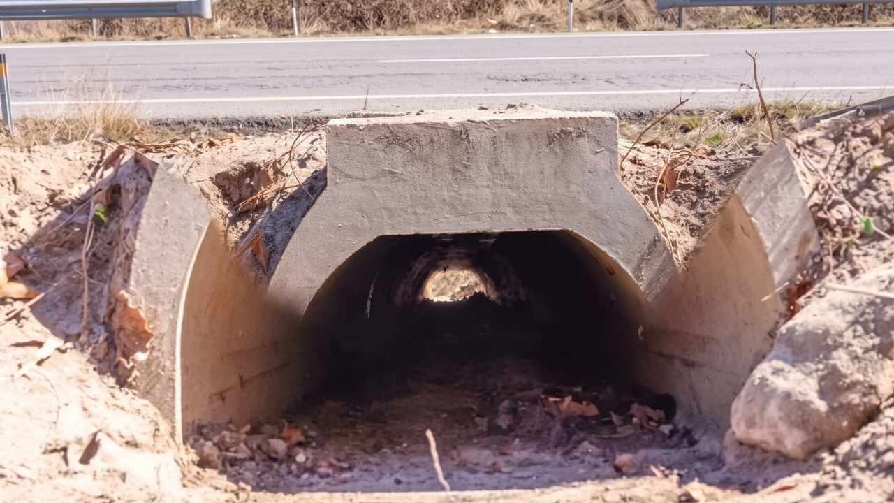 Daha rahat çiftleşsinler diye özel alt geçit inşa edildi