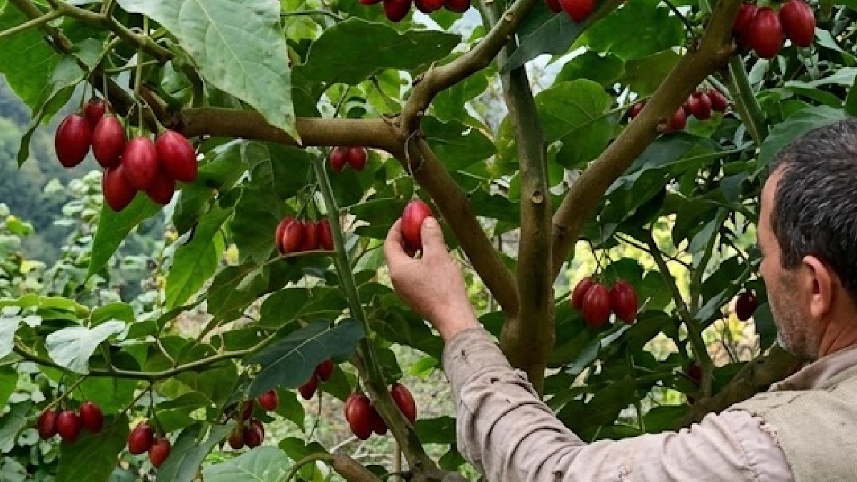 Domatesler salkım salkım ağaçtan hasat ediliyor: Kilosu çok pahalı