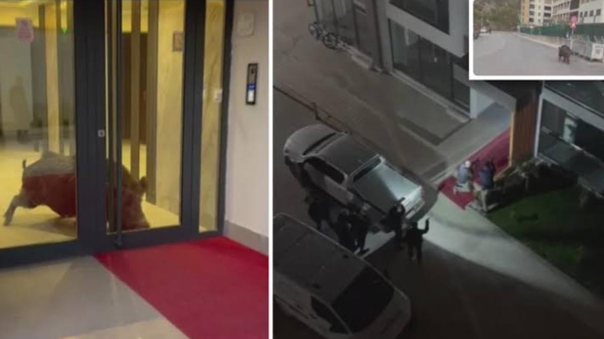 Amasya’da binaya giren yaban domuzu polis operasyonuyla etkisiz hale getirildi