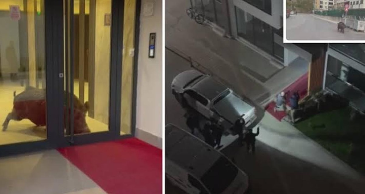 Amasya'da bir sitenin binasına giren yaban domuzu polis operasyonuyla etkisiz hale getirildi