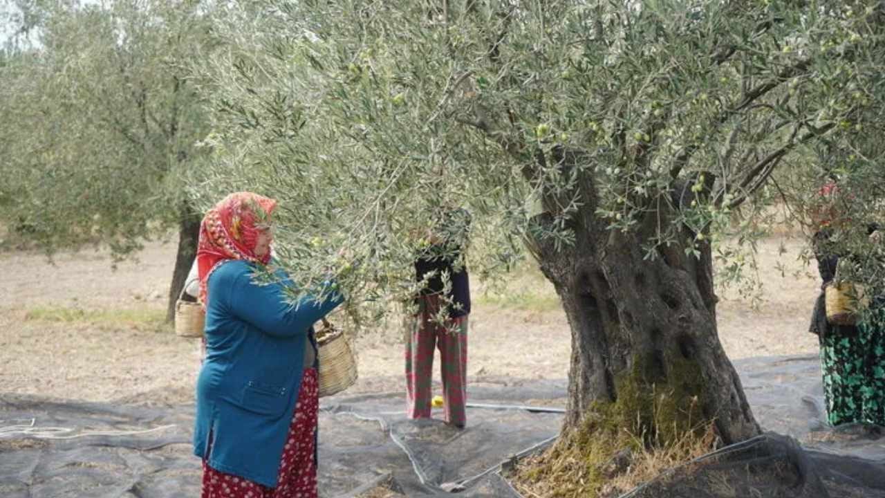 Dünyanın en çok zeytin üreten ülkesinde hasat yasaklandı: Resmi Gazete’de yayımlandı