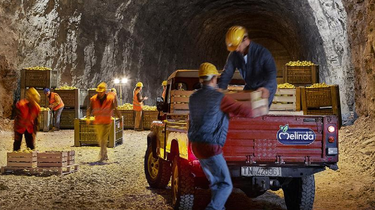 Hasat edilen tonlarca elmayı dağın 300 metre altına bırakmaya başladılar