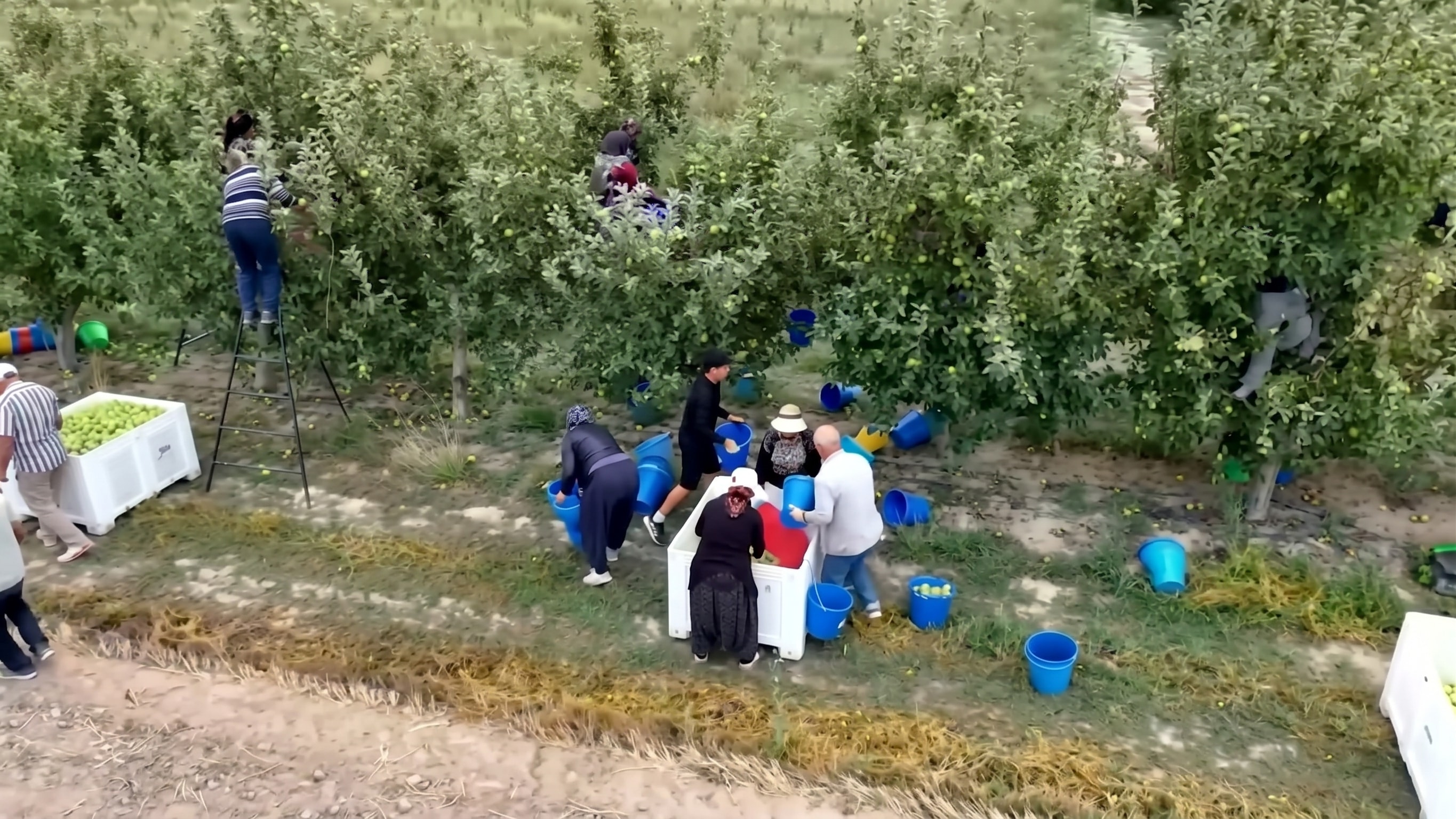 Günde 30 bin kişi dalından tek tek toplayarak hasat ediyor: 700 bin ton rekolte bekleniyor