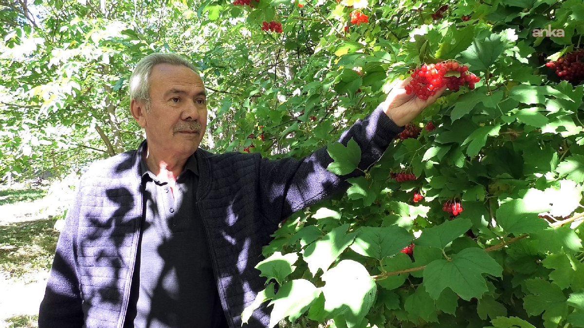 Dere kenarlarında yetişiyor, kilosu 300 liradan satılıyor: Tam bir şifa deposu