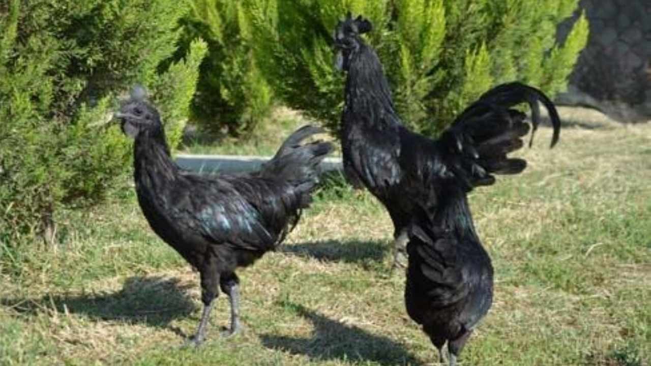 Görenler ‘bu nasıl tavuk’ diyor: Tanesi 350 bin liradan satılıyor