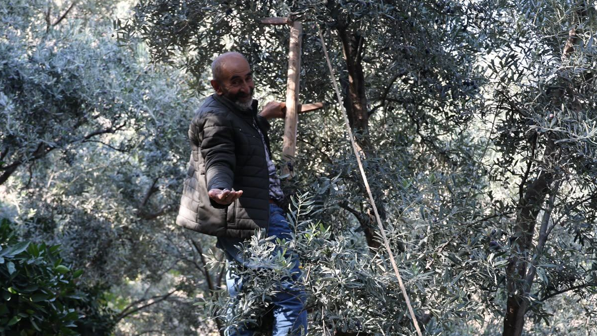 Türkiye’nin yalnızca o bölgesinde yetişiyor: 700 tonunu toplamak için 12 metreye çıkıyorlar