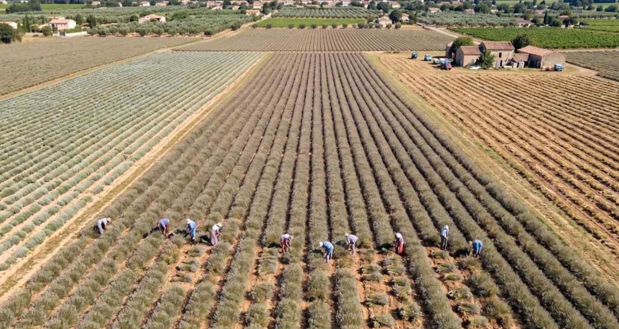 Bahçesine eken bir senede ev araba alıyor: Sıraya girdiler
