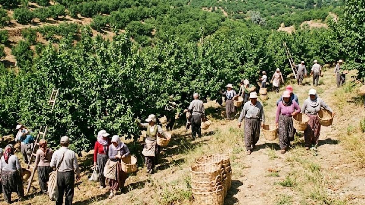 Türkiye'de sadece Kastamonu'da yetişiyor: Kabuğu soyulup 3 yıl saklanıyor