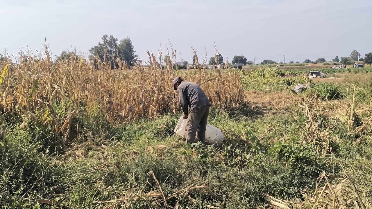Hastalık tarlayı vurdu, çiftçi perişan oldu: Tarihin en kötü hasadı
